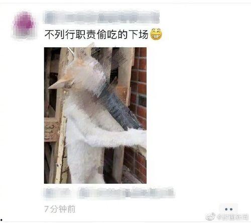 娱乐吃瓜酱虐猫博主,揭秘网络暴力背后的真相