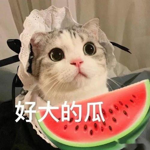 娱乐吃瓜君七七猫咪,娱乐吃瓜君的萌宠日常