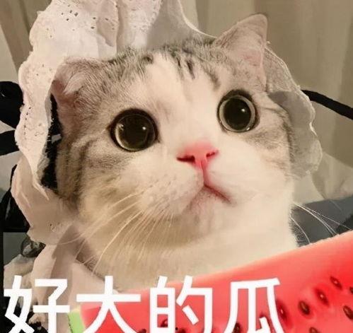 吃瓜娱乐圈懒猫儿,揭秘明星幕后故事