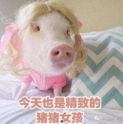 肥猪猪娱乐吃瓜酱,揭秘娱乐圈那些不为人知的幕后故事