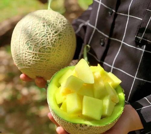 哪里可以吃娱乐圈瓜,揭秘明星们的幕后故事与幕后美食