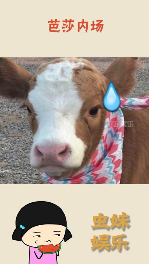 娱乐吃瓜酱母猫,揭秘娱乐圈幕后故事