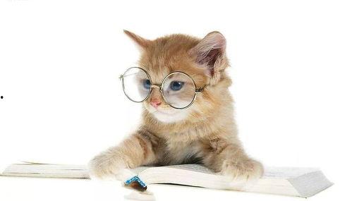 娱乐吃瓜酱猫尾巴,揭秘娱乐圈那些不为人知的幕后故事