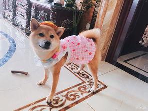 娱乐吃瓜酱小狗吉祥,小狗吉祥的欢乐日常