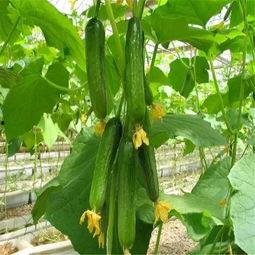 紫酱娱乐吃瓜,揭秘娱乐圈最新吃瓜事件，带你领略明星幕后故事