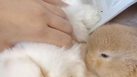 娱乐吃瓜小兔子,娱乐圈吃瓜小兔子的幕后故事