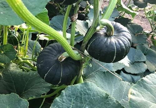 f718娱乐吃瓜网,揭秘娱乐圈最新热点事件