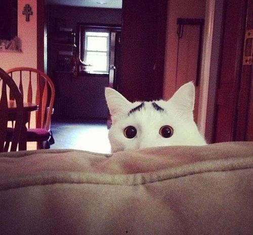 娱乐吃瓜猫咪视频大全最新,最新猫咪吃瓜视频大盘点