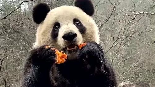 娱乐吃瓜大熊猫视频